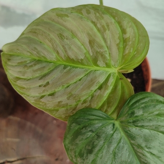 Philodendron Majestik