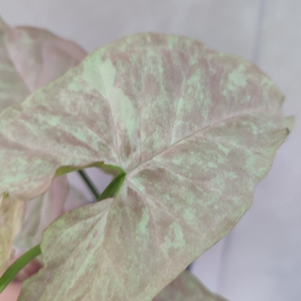 Syngonium Pink Cloud