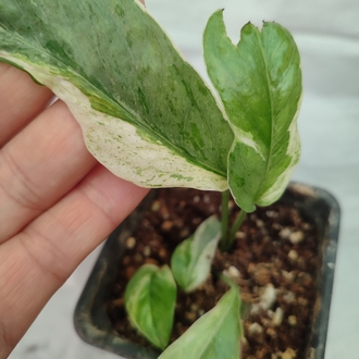 Epipremnum Cebu Blue Albo varirgata