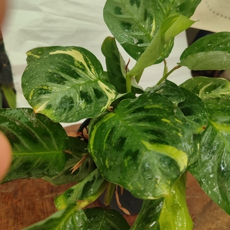 Calathea Varigated