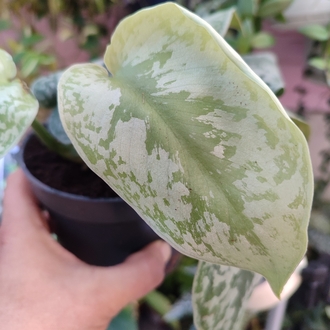 Scindapsus Exotica