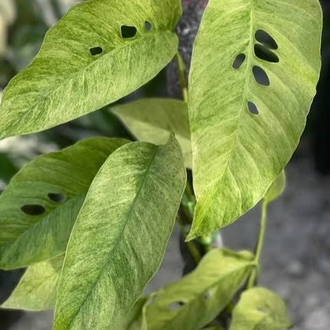 Monstera Laniata Mint nadir tür