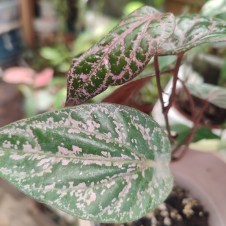 Piper ornatum