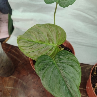 Philodendron Majestik