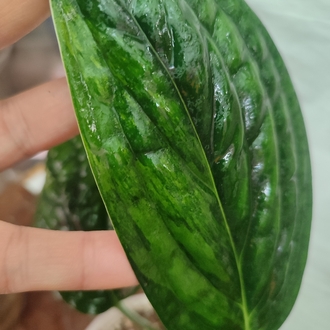 Monstera Peru , olgunlastikca renk belirginlesir