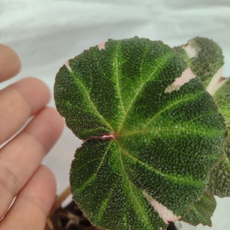 Begonia Solimutata Variegata