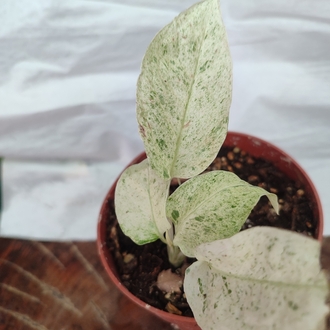 Monstera Laniata Mint nadir tür