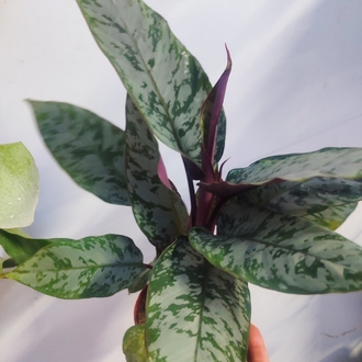 Apobalis altissima