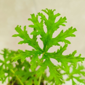 Geranium - Itır
