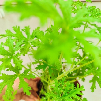 Geranium - Itır