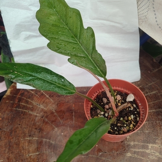 Philodendron Chocoempres