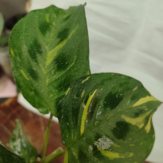 Calathea Varigated
