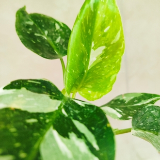 Philodendron White wizard