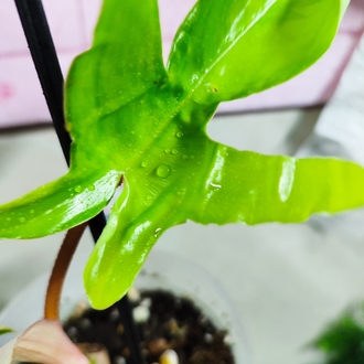 Philodendron Florida Beauty, 