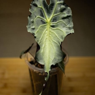 Alocasia Venom Bebekleri 