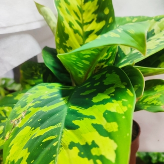 Homolomena camuflage