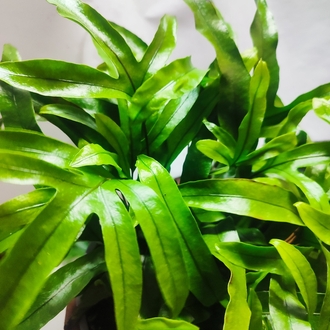 Microsorum diversifolium