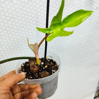 Philodendron Florida Beauty, 