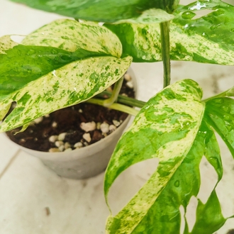 Epipremnum Marble King