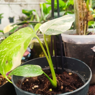 Monstera Thai Constalation Cream Brulee