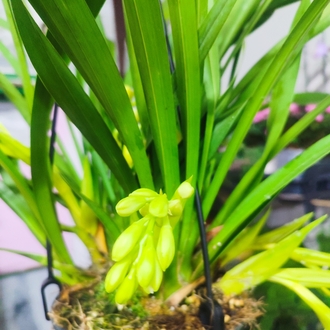 Cymbidium