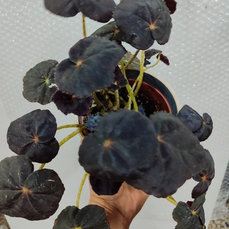 Begonia Red Conga