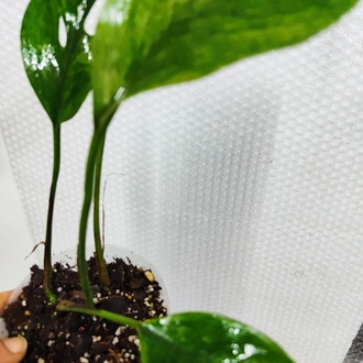 Epipremnum Pinnatum Mint Variegata
