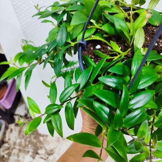 Tomurcuklu, buyuk boy Ruj Cicegi #aeschinantusradicans