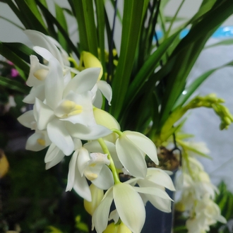 Cymbidium
