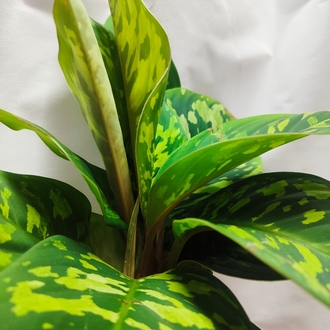 Homolomena camuflage