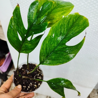 Epipremnum Pinnatum Mint Variegata