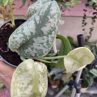 Scindapsus Exotica