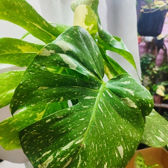 Monstera Thai Constalation