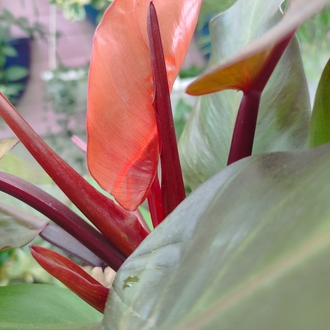 Philodendron Mccoleys finale
