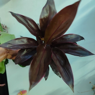 Cordyline Frutucosa