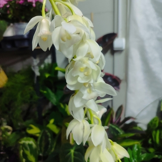 Cymbidium