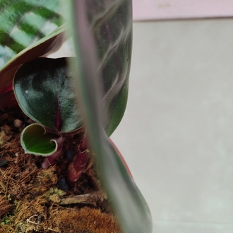 geogenantus cillatus