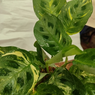Calathea Varigated