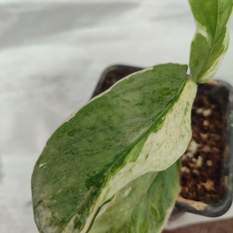 Epipremnum Cebu Blue Albo varirgata