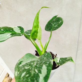 Philodendron White wizard