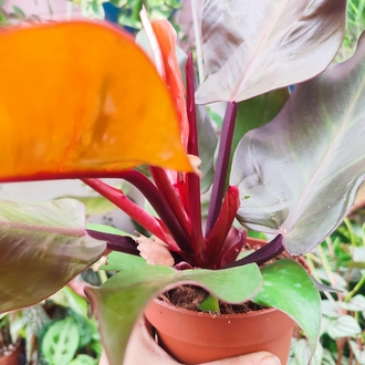 Philodendron Mccoleys finale