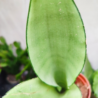 Sansaveria Moon Shine