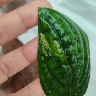 Monstera Peru , olgunlastikca renk belirginlesir