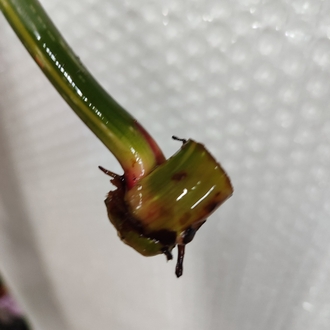 Philodendron Gloriosum Variegata ara celik