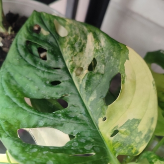 Monstera Adansonii Aurea Köklü celikler
