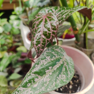 Piper ornatum