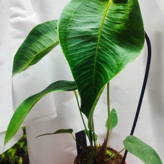 Anthurium Peltigerum