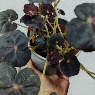 Begonia Red Conga