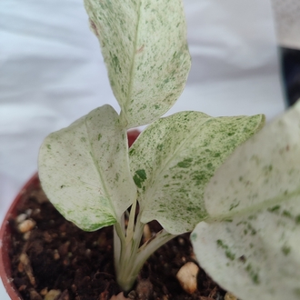 Monstera Laniata Mint nadir tür