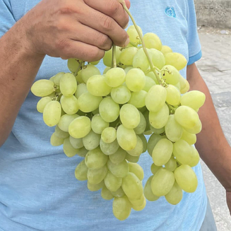 Çekirdeksiz Beyaz Kuru Üzüm(200gram)